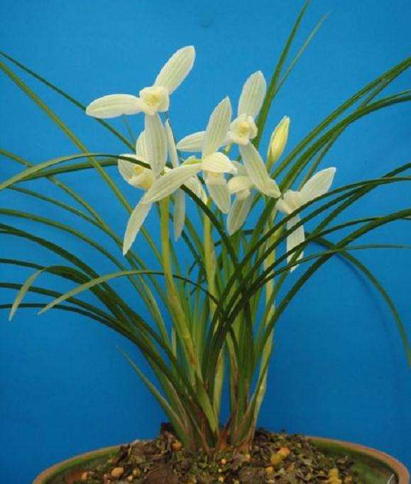 瓢唇兰属植物病虫害怎么防治的3个方法