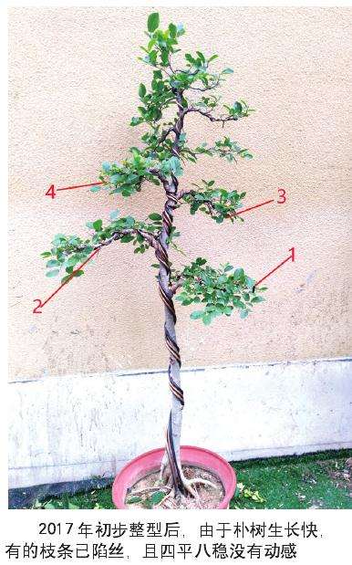 朴树盆景怎么选材和整型的方法