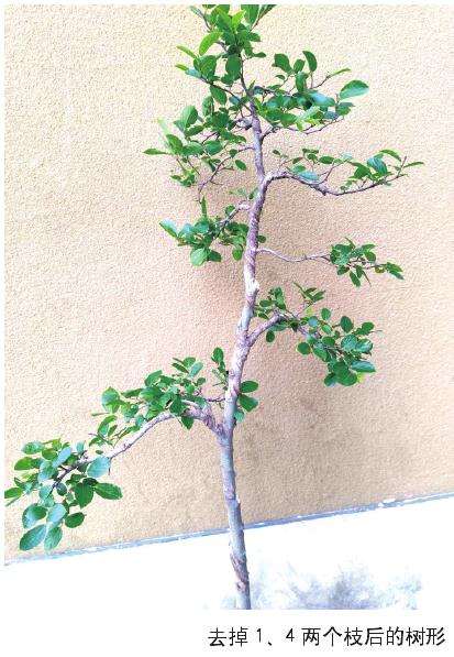 朴树盆景怎么选材和整型的方法