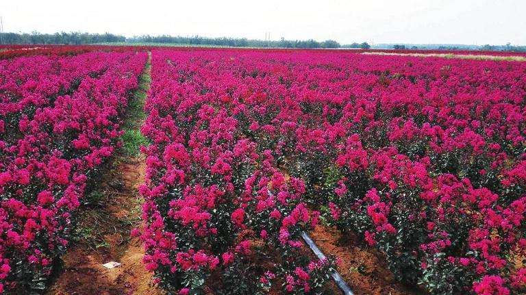 矮紫薇怎么圃地移栽的3个方法