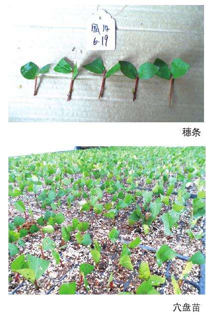 矮紫薇怎么圃地移栽的方法