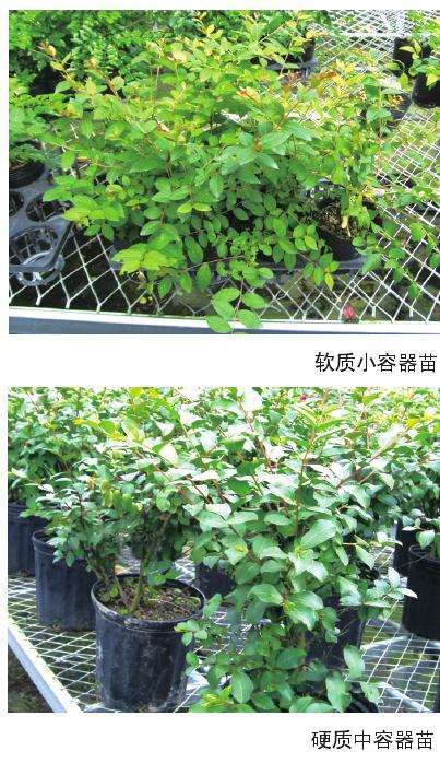 矮紫薇怎么圃地移栽的方法