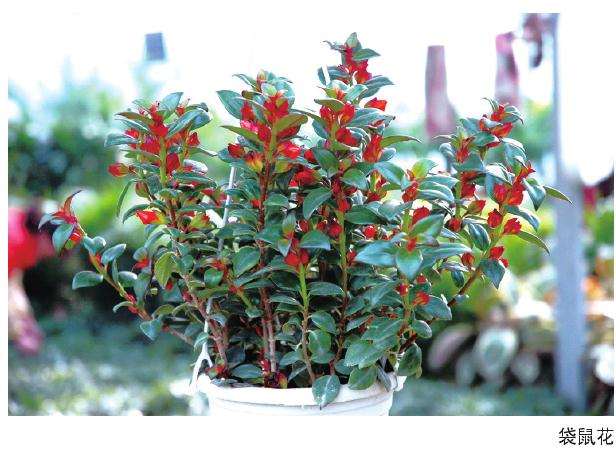 袋鼠花怎么养护的3个方法