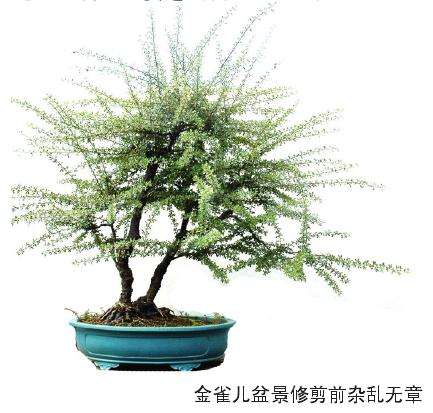 树桩盆景怎么修剪的5个方法 图片