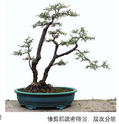 树桩盆景怎么修剪的5个方法 图片