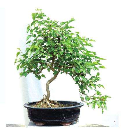 树桩盆景怎么修剪的5个方法 图片