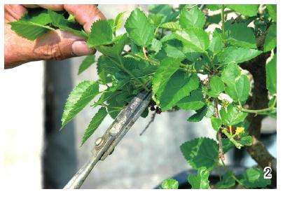 树桩盆景怎么修剪的5个方法 图片