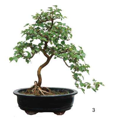 树桩盆景怎么修剪的5个方法 图片