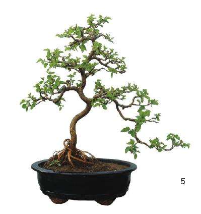 树桩盆景怎么修剪的5个方法 图片