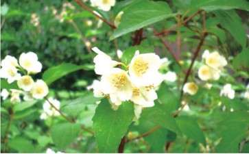 太平花怎么播种繁殖的方法 图片