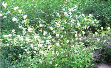 太平花怎么扦插繁殖的3个方法 图片