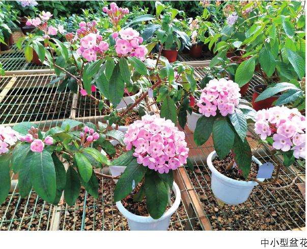 特色野生花卉怎么栽培的3个方法