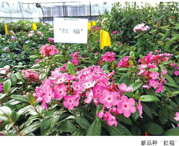 特色野生花卉怎么栽培的3个方法