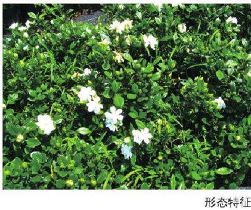 小叶栀子怎么扦插繁殖的方法