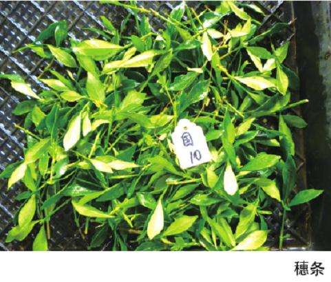 小叶栀子的商品苗规格有哪4种