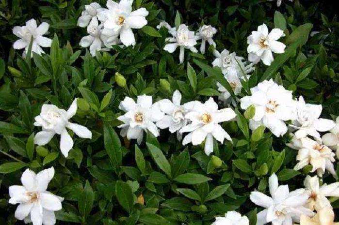 小叶栀子怎么制作商品苗的5个方法