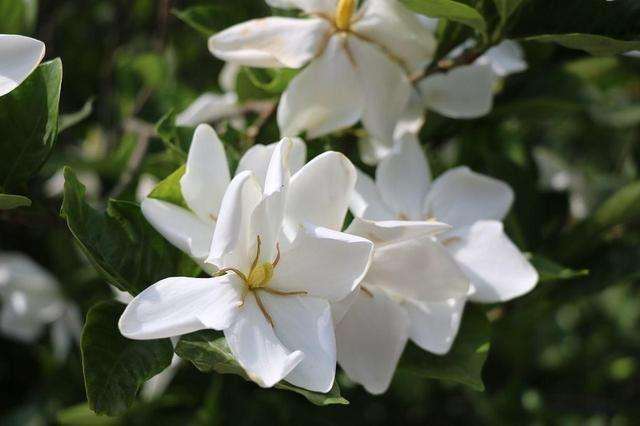 2002年《中国花卉园艺》杂志年宵花相关文章