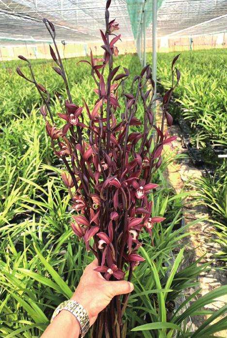 杂交兰花增速加快 新优品种紧缺