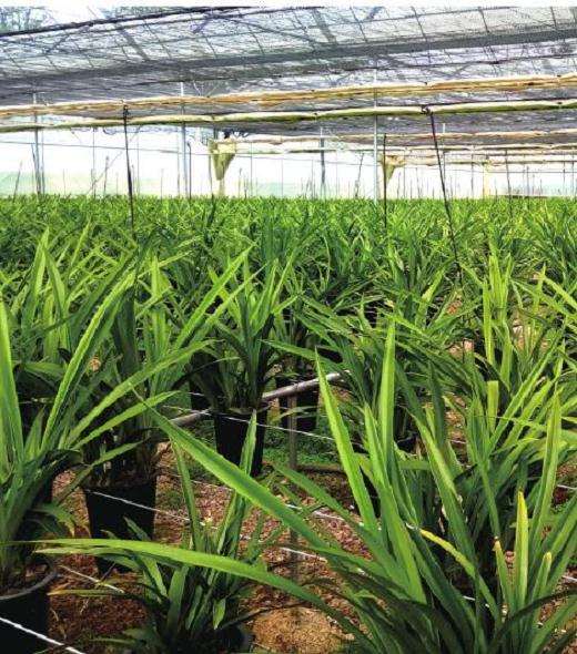 杂交兰花增速加快 新优品种紧缺