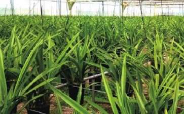 杂交兰花增速加快 新优品种紧缺