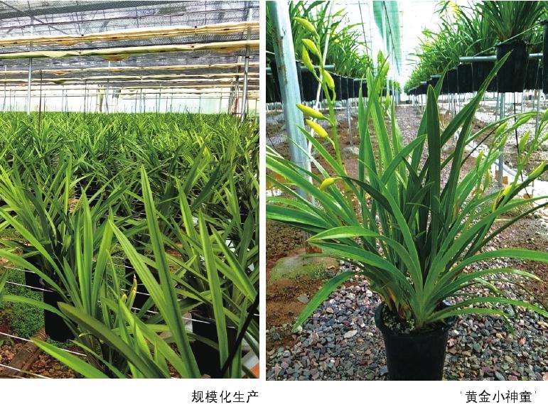 为什么杂交兰花生产效率高