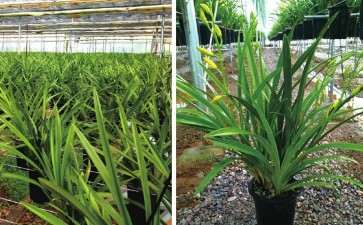 为什么杂交兰花生产效率高 图片