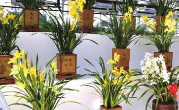 为什么杂交兰花市场空间大 图片