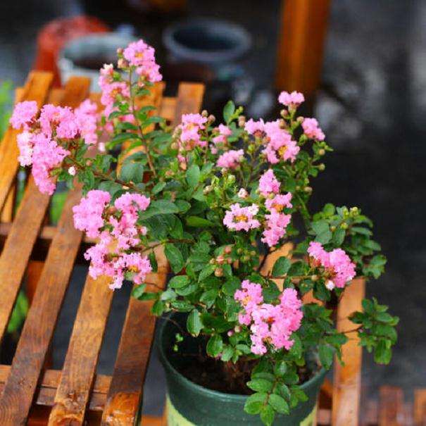 科学家破解开花植物快速占领地球之谜获新进展