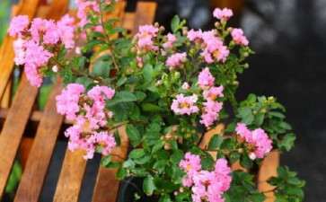 科学家破解开花植物快速占领地球之谜获新进展