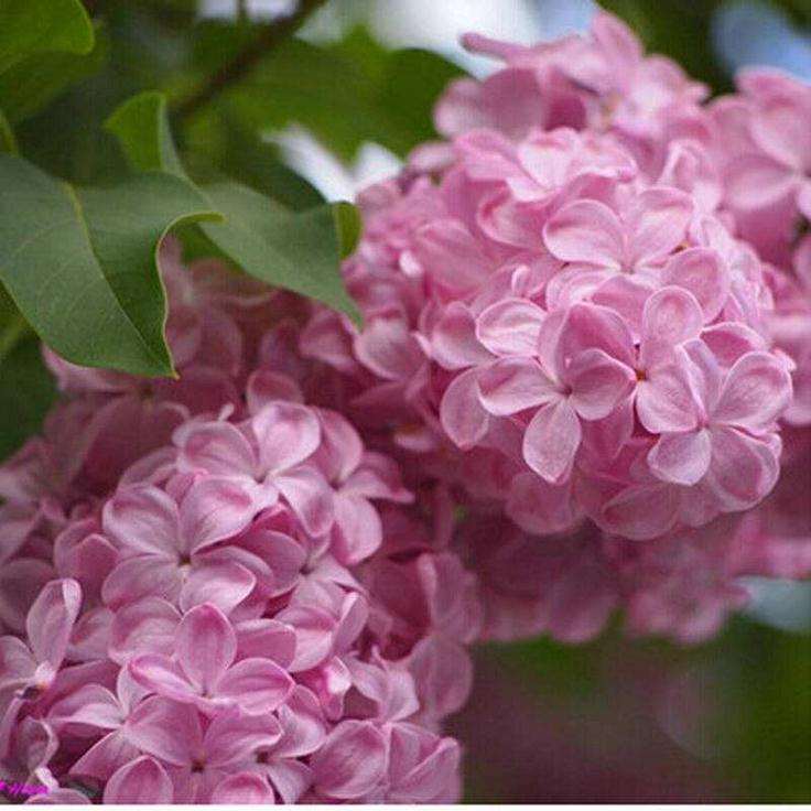 云南省花卉示范园区年产值达12.24亿元