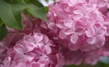 云南省花卉示范园区年产值达12.24亿元