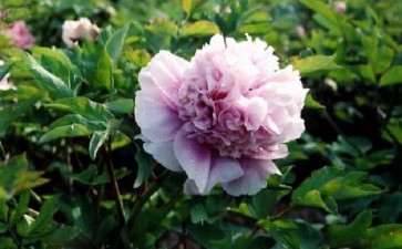 洛阳催花牡丹快递全国重点城市次日达