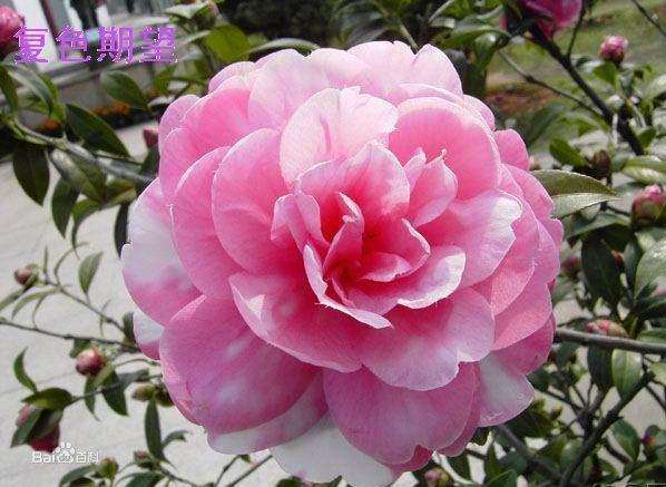 2019年上海3个多季茶花新品种获授权