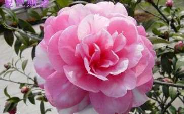 2019年上海3个多季茶花新品种获授权