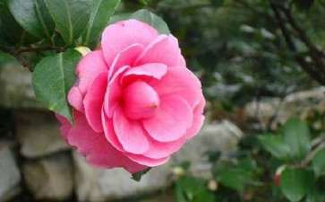 2019年四川春天花乐园首届年宵花狂欢节