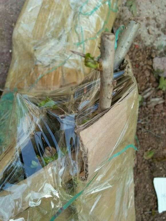 来一波山楂下山桩 需要和我联系 图片