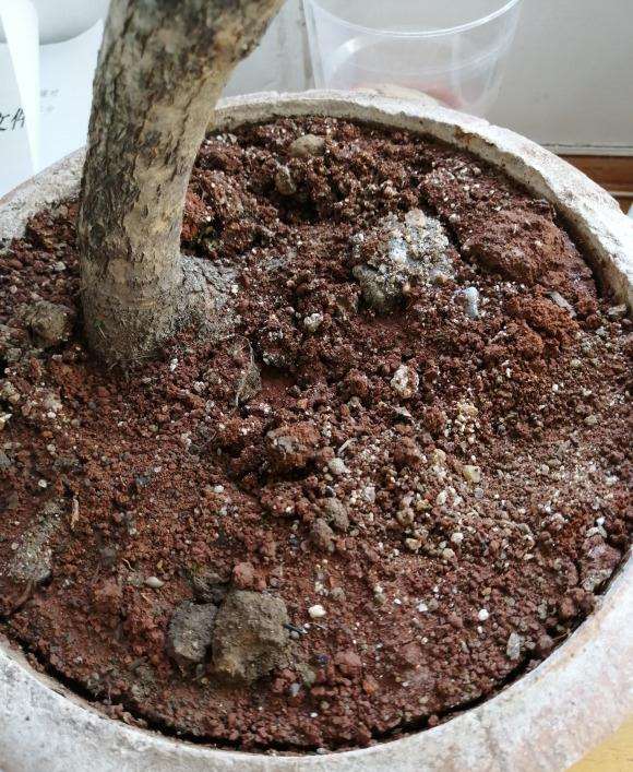 我的山楂下山桩怎么了