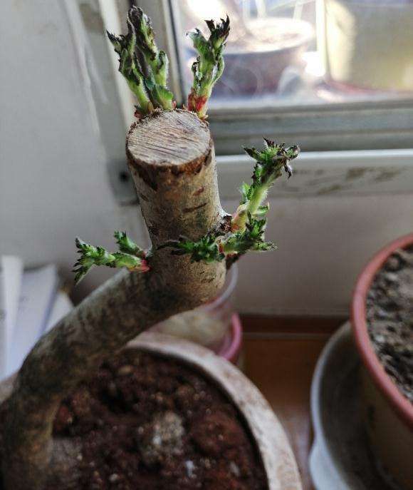 我的山楂下山桩怎么了