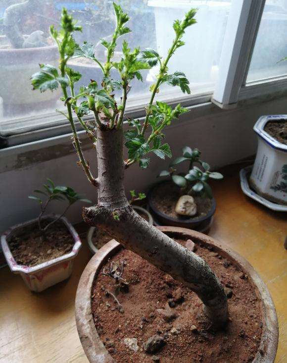 我的山楂下山桩怎么了