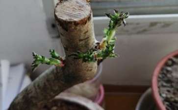 我的山楂下山桩怎么了 要死了吗 图片