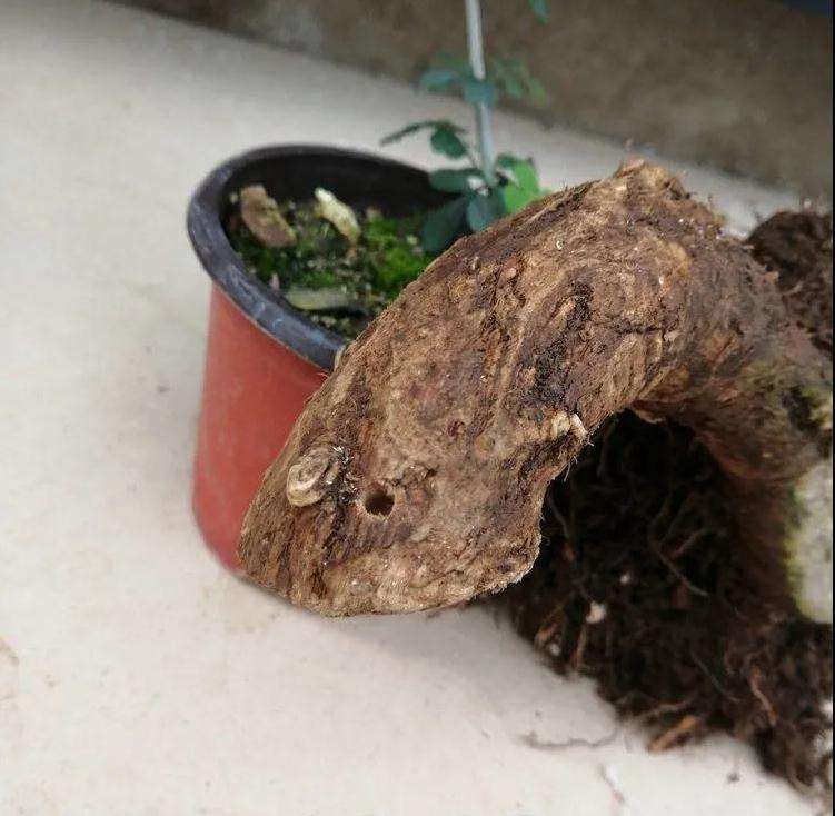 图解 对节白蜡盆景怎么根段穿孔嫁接