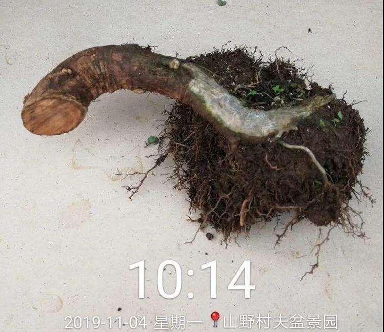 对节白蜡盆景怎么根段穿孔嫁接