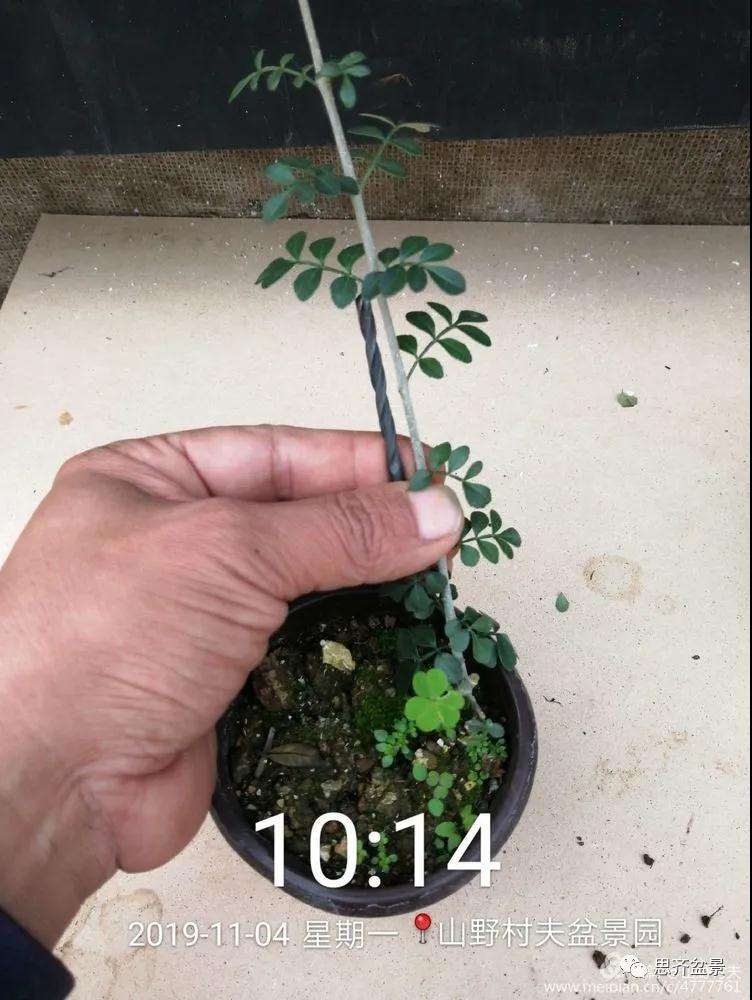 对节白蜡盆景怎么根段穿孔嫁接