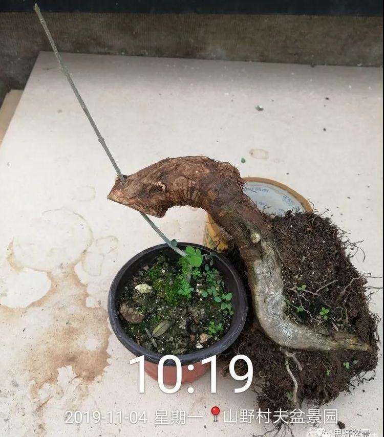 图解 对节白蜡盆景怎么根段穿孔嫁接