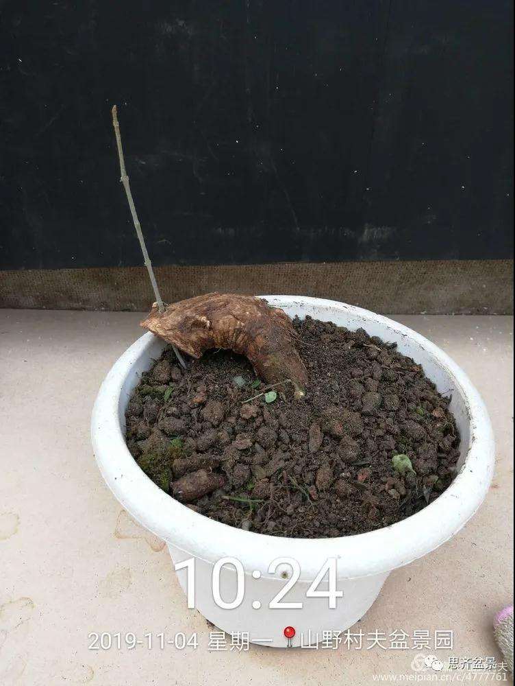 图解 对节白蜡盆景怎么根段穿孔嫁接