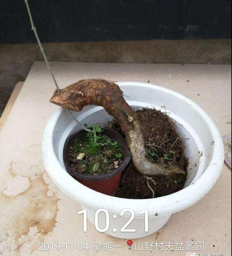 图解 对节白蜡盆景怎么根段穿孔嫁接