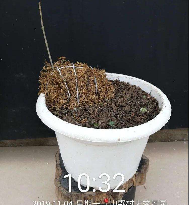 图解 对节白蜡盆景怎么根段穿孔嫁接