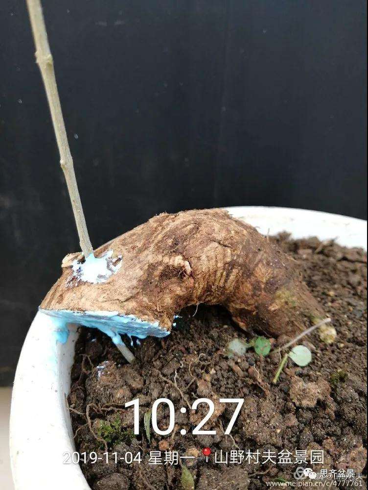 图解 对节白蜡盆景怎么根段穿孔嫁接