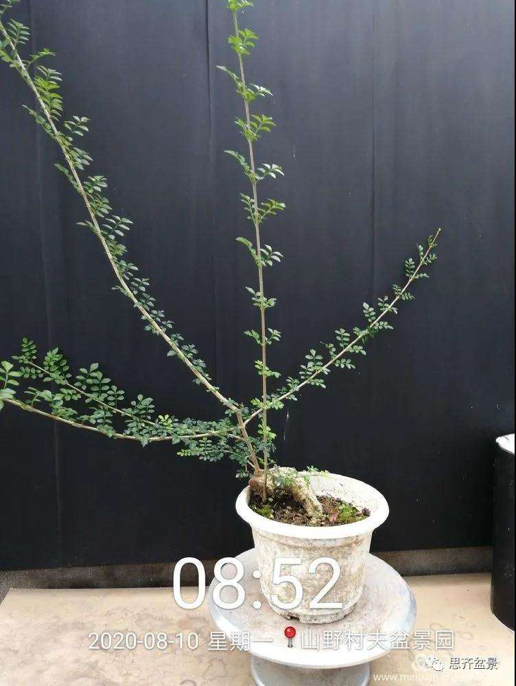 图解 对节白蜡盆景怎么根段穿孔嫁接