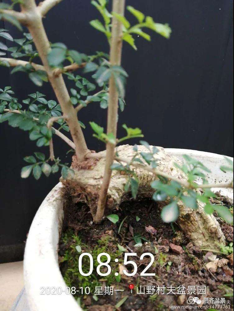 图解 对节白蜡盆景怎么根段穿孔嫁接